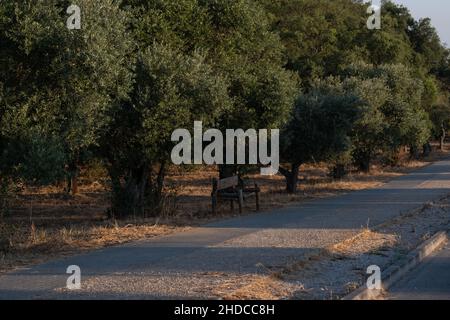 una vecchia panca di legno davanti agli olivi sul lato della strada durante l'alba Foto Stock