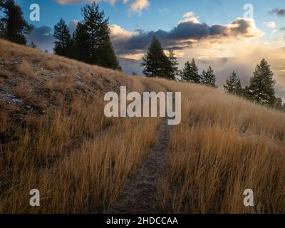 Una vecchia strada attraverso un campo di erba all'alba. Foto Stock