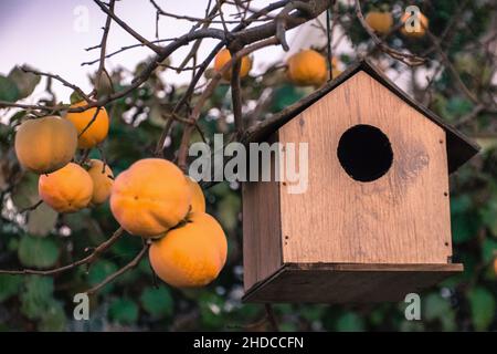 Frutti d'arancia appesi su un albero Foto Stock