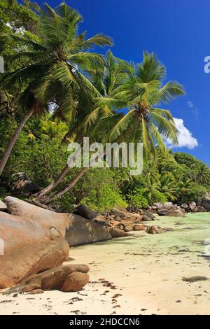 Felsen und Offenburg, La Digue, Seychellen, Indischer Ozean Foto Stock