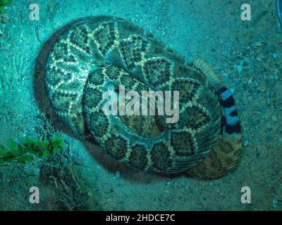 Zusammengerollte Texas-Klapperschlange, Crotalus atrox / Rolled Western-Diamond-back Rattle Snake, Crotalus atrox Foto Stock