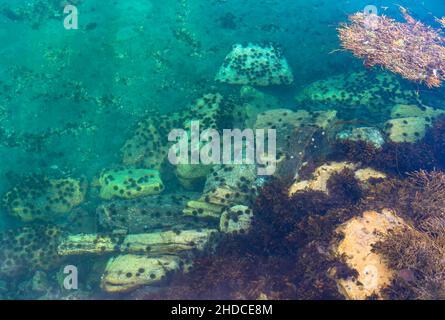 Ansammlung von Seeigeln auf Steinen, Echinoidea / Orchini marini sulle pietre, Echinoidea Foto Stock