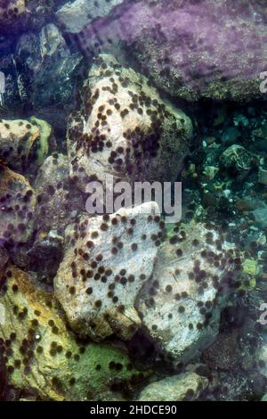 Ansammlung von Seeigeln auf Steinen, Echinoidea / Orchini marini sulle pietre, Echinoidea Foto Stock