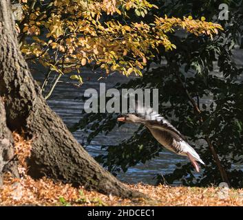 Graugans landet im Herbst, Anser anser / Graylag Goose sbarco in autunno Foto Stock