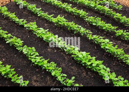 File di pianta di cereale emergente piantine in suolo ricco. Foto Stock