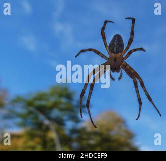 Kreuzspinne, Araneus diadematus / Garden Spider, Araneus diadematus Foto Stock