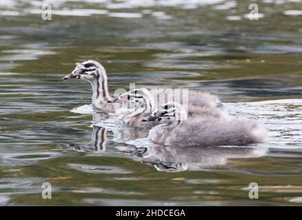 drei junge Haubentaucher, Podiceps CRIstatus / tre grandi gebe crestati giovani, Podiceps CRIstatus Foto Stock