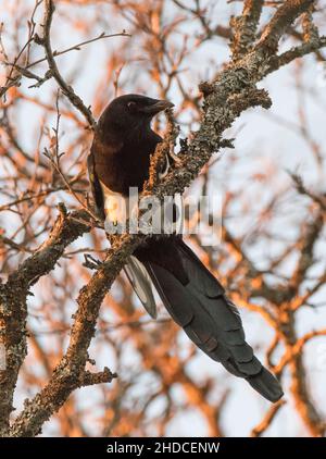 Elster im Morgenlicht, Pica pica / Magpie alla luce del mattino, Pica pica Foto Stock