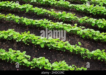 File di pianta di cereale emergente piantine in suolo ricco. Foto Stock