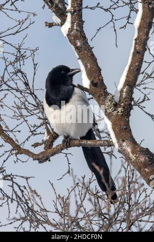 Elster im Winter, Pica pica / Magpie in inverno, Pica pica Foto Stock