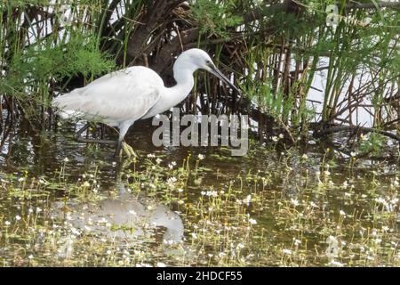 Silberreiher, Egretta alba / Great White Egret, Egretta alba Foto Stock
