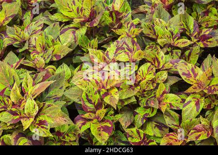 Solenostemon variegato verde e viola - foglie di Coleus. Foto Stock