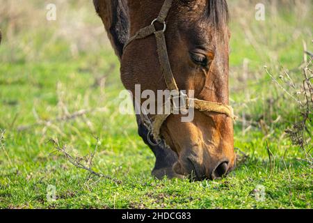 Primo piano della testa di un bel cavallo marrone che mangia dall'erba nella fattoria Foto Stock