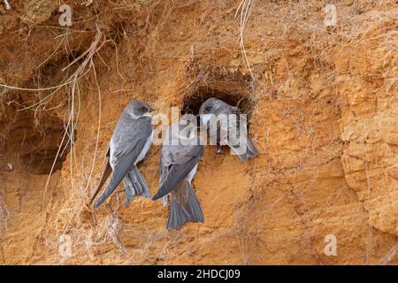 Tre martini di sabbia / rondini (Riparia riparia / Hirundo riparia) all'ingresso nido in colonia di allevamento fatto in roccia di sabbia pura faccia in primavera Foto Stock