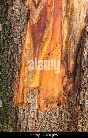 Acer - tronco di acero con corteccia spelata. Foto Stock