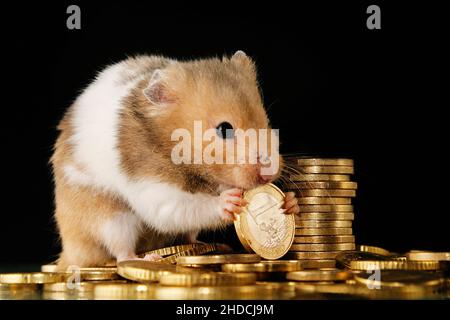 Goldhamster knabbert un einem Euro, criceto, (mesocricetus auratus), Foto Stock