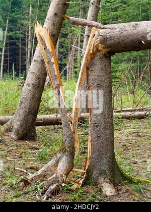 Sturmschäden, umgestürzte Bäume im Wald, Foto Stock