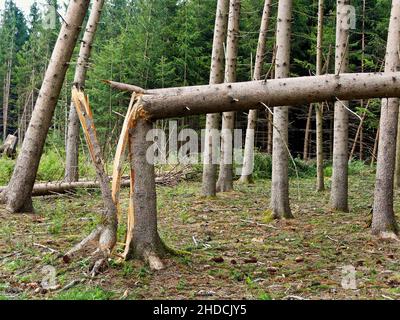 Sturmschäden, umgestürzte Bäume im Wald, Foto Stock