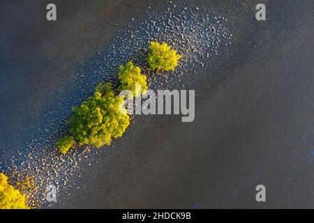 Nadir volo di Red Mangroves (rhizophora mangle), Florida Foto Stock