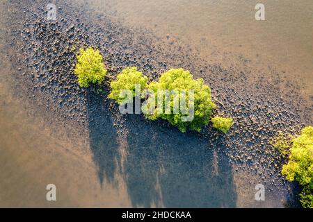 Nadir volo di Red Mangroves (rhizophora mangle), Florida Foto Stock
