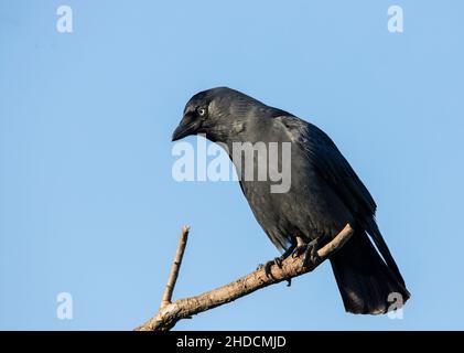 Jackdaw occidentale, corvus monidula, arroccato in una giornata di sole con sfondo Blue Sky Foto Stock