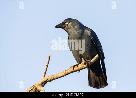 Jackdaw occidentale, corvus monidula, arroccato in una giornata di sole con sfondo Blue Sky Foto Stock