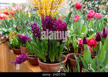 Viola giacinto Woodstock fiorisce in un giardino nel mese di aprile. Hyacinthus orientalis Foto Stock