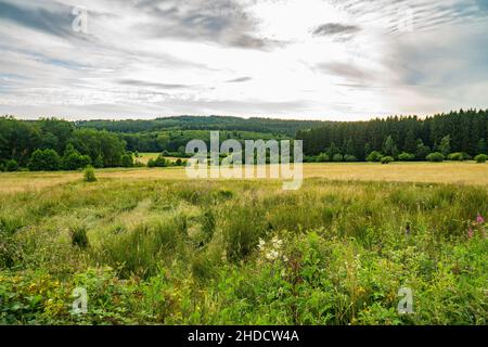 Bellissimo paesaggio di prato verde al mattino Foto Stock