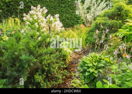 Torrente delimitato da Vaccinium - mirtillo, Hosta plantaginea - Plantain Lily, Taxus - Yew, Hydrangea paniculata 'Diamante Rosa', Caragana microfylla. Foto Stock