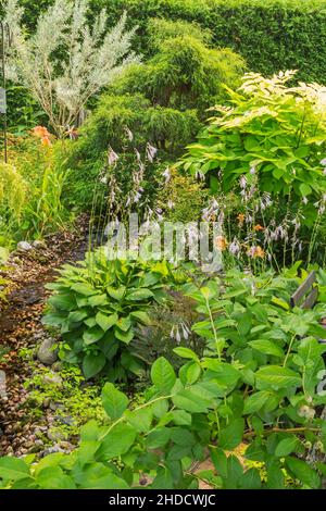 Torrente delimitato da Vaccinium - mirtillo, Hosta plantaginea - Plantain Lily, Aralia cordata 'un re' - Golden Japanese Spikenard, Chamaecyparis. Foto Stock