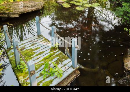 Rana clamitans - Frana verde su ponte di legno in miniatura dipinto di blu galleggiante in stagno con Nymphaea - Waterlilly pad in giardino cortile di fronte. Foto Stock