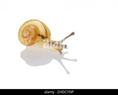 Chiocciola bandita (Cepaea sp.) giovanile strisciando su uno sfondo bianco, Wiltshire, Regno Unito, ottobre. Foto Stock