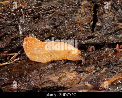 Durham / Green-soled Slug (Arion flagellus), forma arancione, strisciando su un vecchio ceppo in un giardino di notte, Wiltshire, Regno Unito, ottobre. Foto Stock