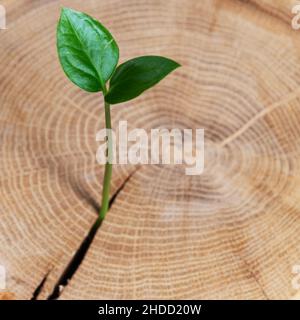 Nuovo concetto di idea di vita con piantine di germoglio crescente. Sviluppo aziendale e simboli ecologici. Una pianta verde cresce da un ceppo di albero. Foto Stock