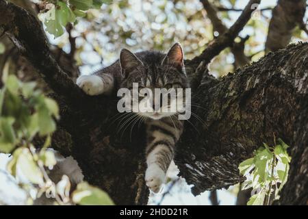 Un giovane gatto selvatico che si agghiera in un albero d'autunno Foto Stock