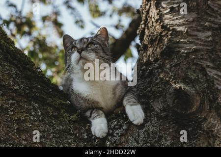 Un giovane gatto selvatico che si agghiera in un albero estivo al tramonto Foto Stock