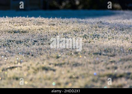 Frizzante gelo erba coperta in una mattina d'inverno Foto Stock