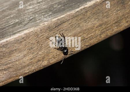 Falegname nero ant (Camponotus pennsylvanicus) esplora tavolo in teak bordo in una Philadelphia, Pennsylvania, giardino sul retro. Foto Stock