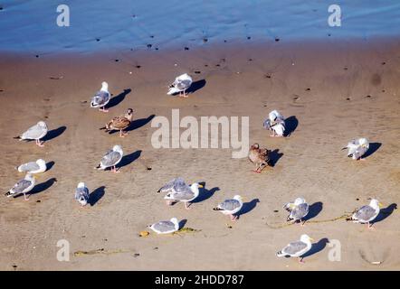 Gabbiani; gabbiani sulla spiaggia; Oceano Pacifico; costa dell'Oregon; a sud di Newport; Oregon; USA Foto Stock