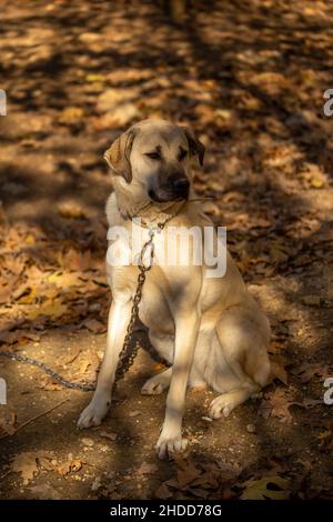 Famoso in tutto il mondo Sivas Kangal cane femmina di 15 mesi in Turchia Foto Stock