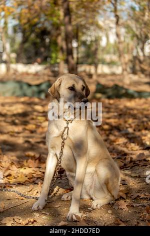 Famoso in tutto il mondo Sivas Kangal cane femmina di 15 mesi in Turchia Foto Stock