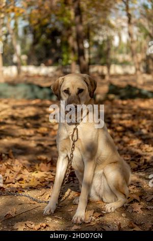 Famoso in tutto il mondo Sivas Kangal cane femmina di 15 mesi in Turchia Foto Stock