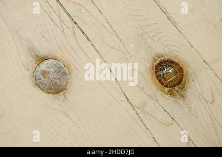 Dettagli di un tronco pallido con due nodi di legno separati da una crepa in esso Foto Stock