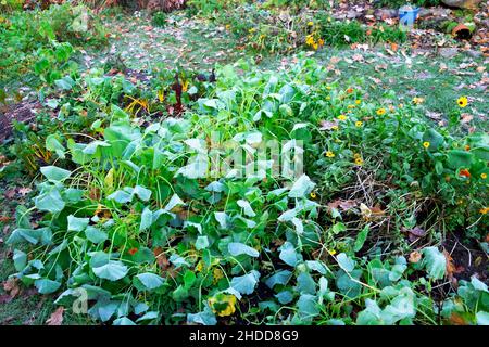 I nasturtiums in mattina che gocciolano dal freddo dopo l'incantesimo freddo nella notte nel giardino di novembre Galles Regno Unito Gran Bretagna 2021 KATHY DEWITT Foto Stock