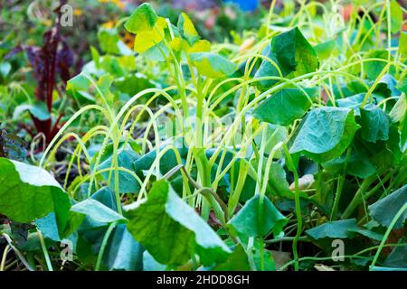 I nasturtiums in mattina che gocciolano dal freddo dopo l'incantesimo freddo nella notte nel giardino di novembre Galles Regno Unito Gran Bretagna 2021 KATHY DEWITT Foto Stock