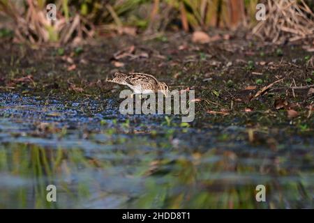 Latham's Snipe alla ricerca di cibo sul bordo di un lago nel Queensland, Australia. ( Gallinago hardwickii ) Foto Stock