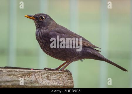 Una femmina di blackbird (Turdus merula) che cena su un tavolo di alimentazione di uccelli di legno Foto Stock