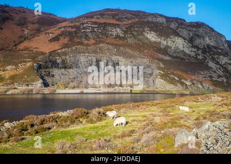 Caban Coch (cabina Rossa) diga e serbatoio, altezza 37m lunghezza 186m. E 'stato progettato per assomigliare a una cascata, traboccante dopo la pioggia pesante.Elan Valley, Elan Valley Estate, di proprietà,da,Dwr Cymru,Welsh Water,West, of,Rhayader, Powys,Mid,West Wales,Welsh,Elan Valley,is,1% of Wales,Covers,an,area,of,72,Square,Miles,and,is,is,known,as,District,Lake,Wales,District of,Lake,Wales,Lake,District,Wales,Lake,Lake,District Ci sono 6 dighe nella zona che creano i serbatoi che sono stati costruiti cento anni fa e, sono, un,epico,impresa,di,ingegneria,civile,che alimentano in un acquedotto a gravità 73 miglia per fornire acqua pulita alla città di Birmingham,Inghilterra. Foto Stock