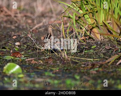 Latham's Snipe alla ricerca di cibo sul bordo di un lago nel Queensland, Australia. ( Gallinago hardwickii ) Foto Stock