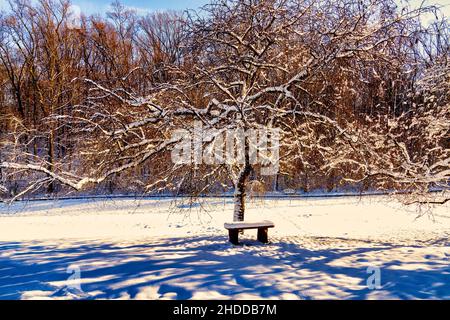 Solitario parco panca sotto un albero nella neve Foto Stock